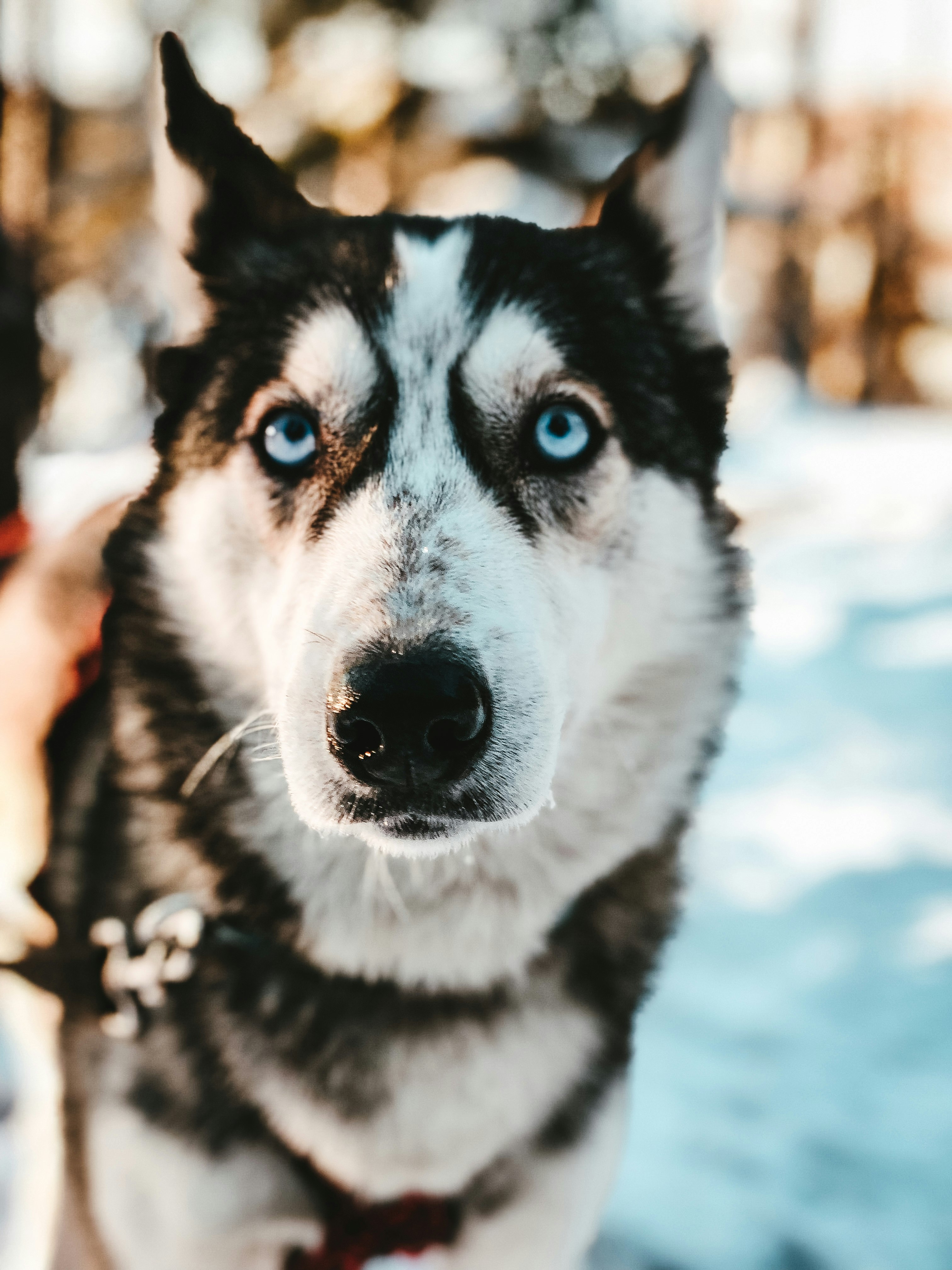 black and white dog on snow